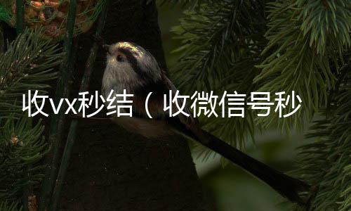 收vx秒结(收微信号秒结钱的)